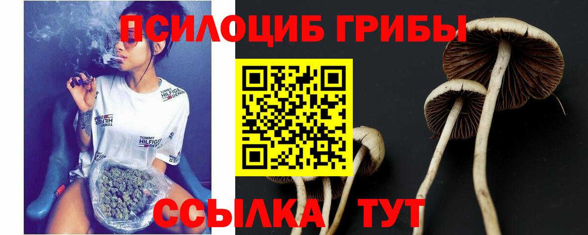 Псилоцибиновые грибы Cubensis Майский